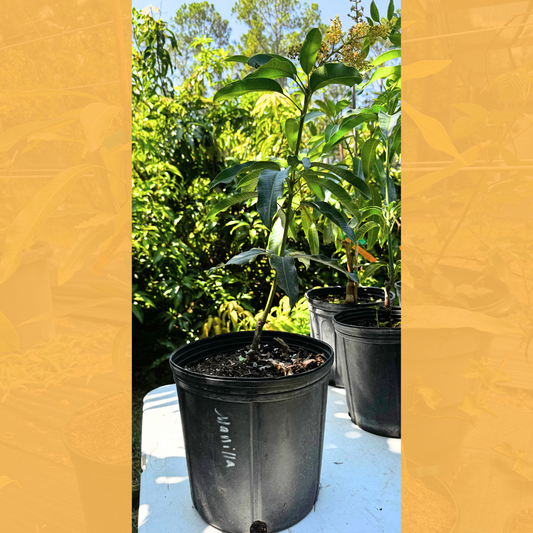 Manila Mango Tree