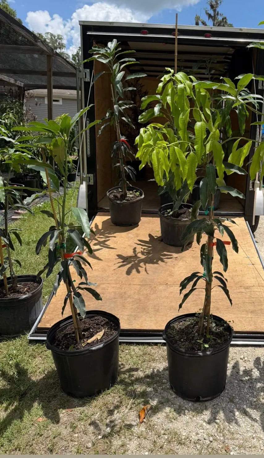 7 gallon: Manila Mango Tree